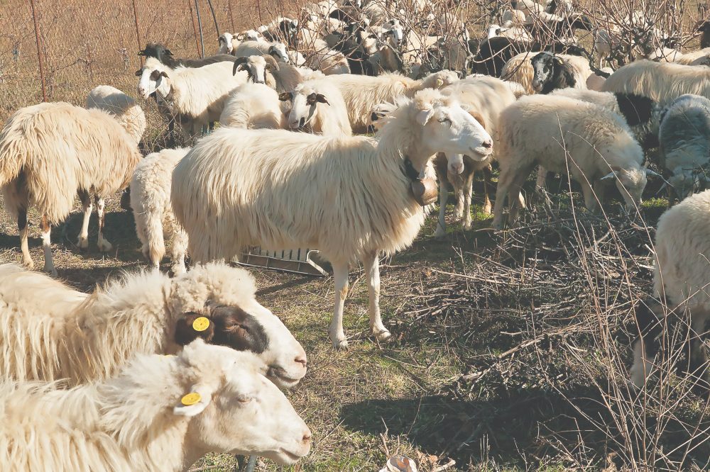 Έρχεται τροπολογία στη Βουλή για προκαταβολές αποζημιώσεων στους κτηνοτρόφους