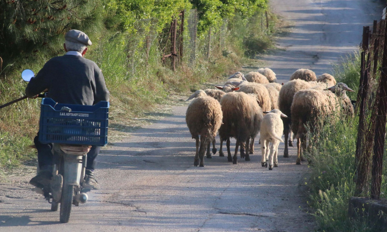 ΟΠΕΚΕΠΕ: Τελεσίγραφο Κομισιόν για να μην χαθούν οι πληρωμές -βοσκοτόπια μόνο σε όμορους νομούς, τσιπάκια στα ζώα