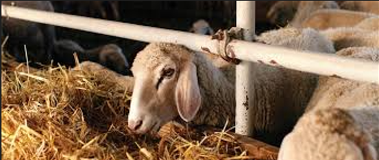 Ζωοτροφές μόνο για παραγωγικά ζώα  – «Η επιδότηση είναι μισή και όχι για όλη την εκτροφή» διαμαρτύρονται οι κτηνοτρόφοι