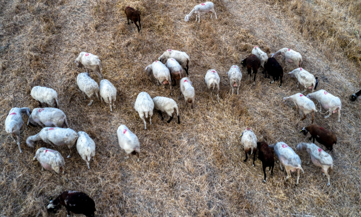 Ευλογιά στα αιγοπρόβατα: Ολοκληρωτική καταστροφή κτηνοτρόφου στα Φάρσαλα - «Έχασε» πάνω από 800 ζώα