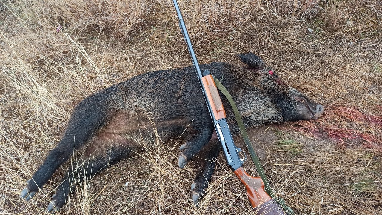 Καταγγελία Λαρισαίας για επικίνδυνη και παράνομη χρήση πυροβόλου όπλου από κυνηγούς στη Νάουσα (ΒΙΝΤΕΟ)