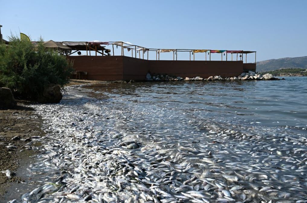 Απαντήσεις για το φαινόμενο των νεκρών ψαριών δίνουν επιθεωρητές περιβάλλοντος – Παραδόθηκε το πόρισμα