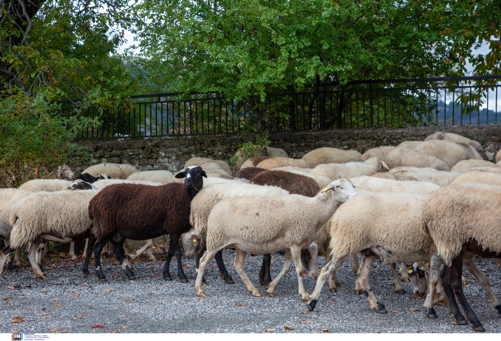 Έχουν θανατωθεί 403.925 αιγοπρόβατα στη χώρα λόγω ευλογιάς-δεκάδες εκτροφές έχουν μολυνθεί στη Θεσσαλία