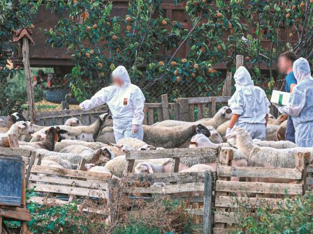 Σοφάδες: Σύλληψη για παραβίαση των μέτρων βιοασφαλείας της ευλογιάς