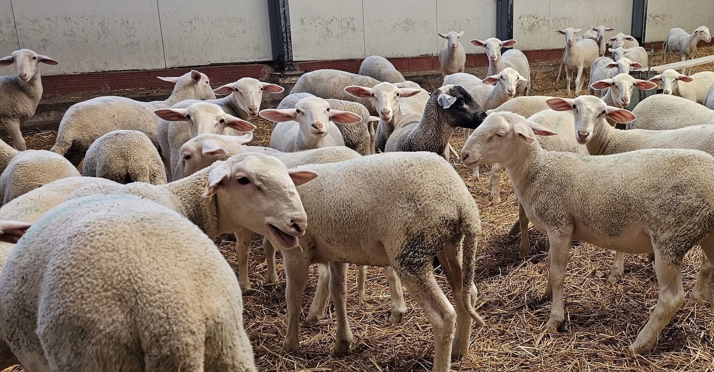 Νέες πληρωμές 12,2 εκατ. ευρώ σε Περιφέρειες και κτηνοτρόφους για τα θανατωθέντα ζώα – Συνολικά έχουν διατεθεί 48 εκατ. ευρώ