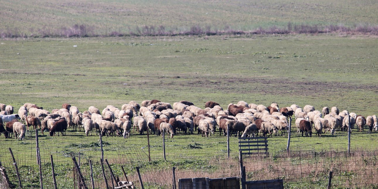 Πρωτοψάλτης: Νέο μοντέλο διαχείρισης στην ευλογιά αιγοπροβάτων -Διαφάνεια και αυστηροί έλεγχοι στα βιολογικά