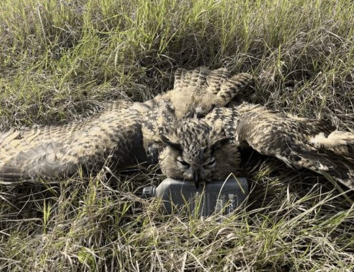 Πρόβλημα με την ύδρευση σε περιοχές του Παλαμά εξαιτίας ενός Μπούφου!