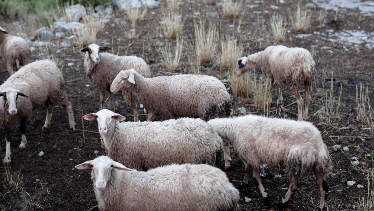 Έκτακτη ενίσχυση έως 130 ευρώ ανά ζώο για τους κτηνοτρόφους που χτυπήθηκαν από την ευλογιά