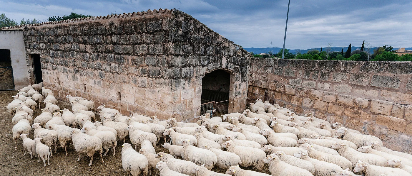 Ευλογιά των αιγοπροβάτων: Τα ζώα θανατώνονται αλλά... το γάλα αυξάνεται!