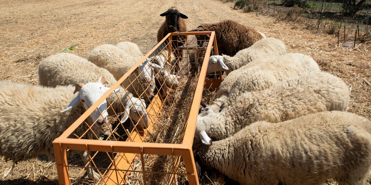 Θεσσαλία: Δύο νέες συλλήψεις για παραβιάσεις των μέτρων πρόληψης της ευλογιάς
