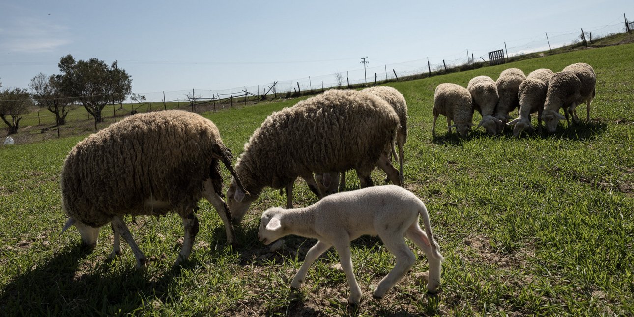 Κατεπείγουσα προκαταρκτική εξέταση για πιθανές παραβιάσεις στα μέτρα πρόληψης της ευλογιάς
