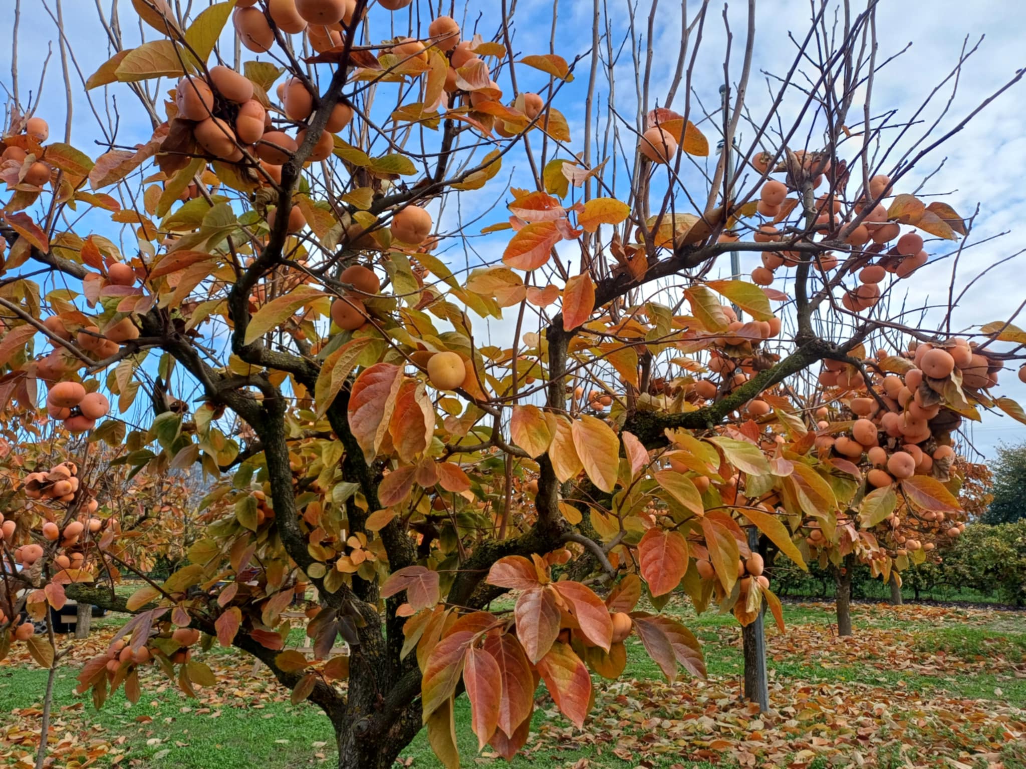 Μηλολωτός Αργυροπουλίου: Το μυθικό φρούτο της Θεσσαλίας (ΦΩΤΟ)