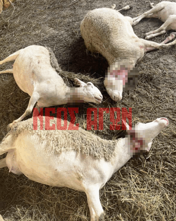 Καρδίτσα: Λύκος μπήκε σε ποιμνιοστάσιο και θανάτωσε 20 πρόβατα στο Παραγωγιό Παλαιοκκλησίου