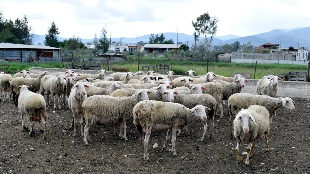 Μέχρι 31 Δεκεμβρίου έκτακτη ενίσχυση 56 εκατ. ευρώ με 70 ευρώ για τα θηλυκά θανατωμένα πρόβατα και έξτρα ζωοτροφές