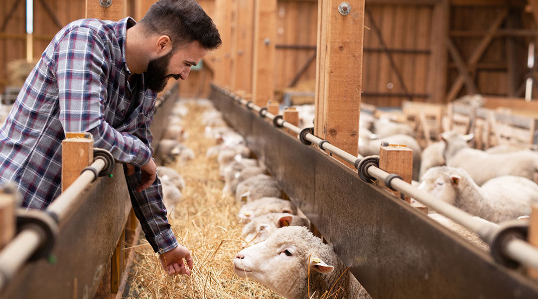 Νέα έκτακτη στήριξη των κτηνοτρόφων λόγω ζωονόσων ύψους 56 εκατ. €