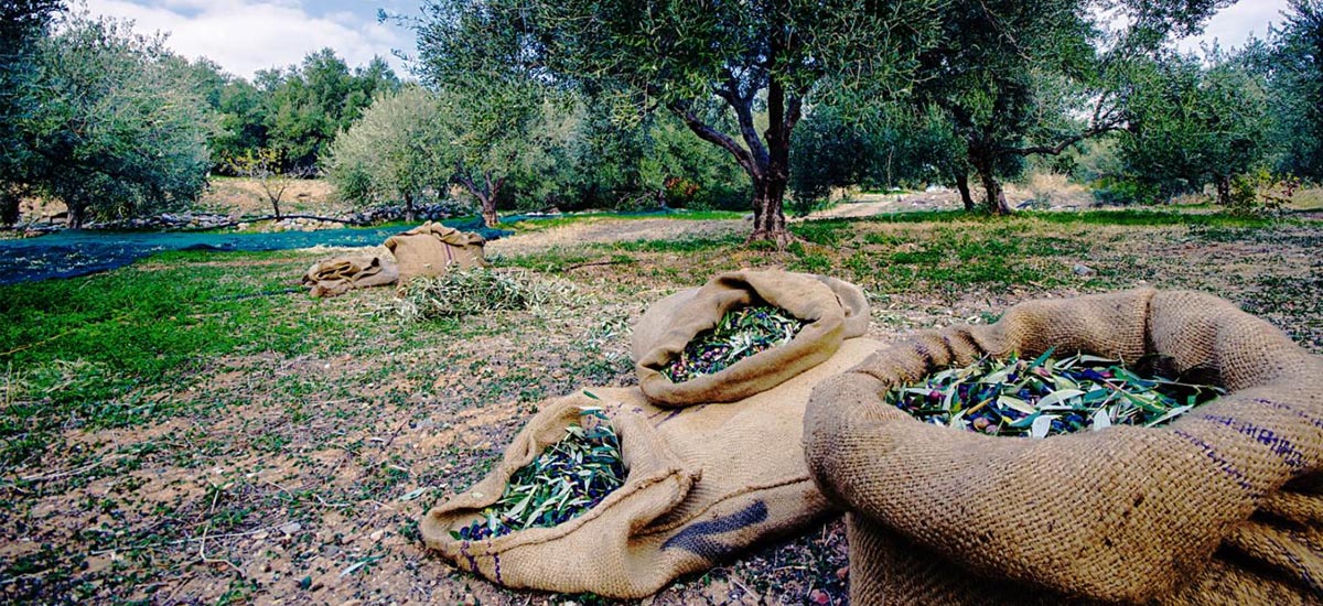 Ιερός… πόλεμος για εκτάσεις στον Αγ. Γεώργιο Νηλείας στο Πήλιο