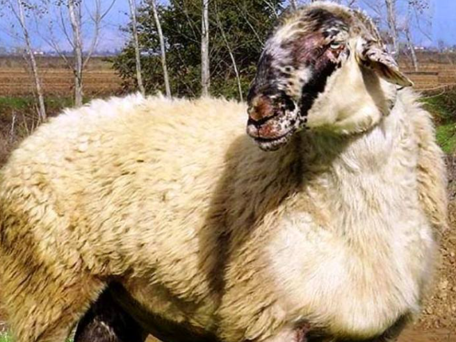 «Καμπανάκι» από την Περιφέρεια ΑΜΘ για τα κρούσματα αφθώδους πυρετού στα ελληνοτουρκικά σύνορα