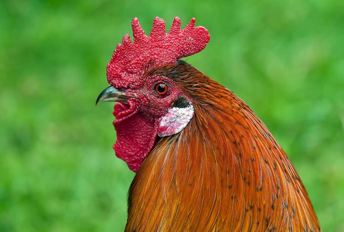 Ιταλίδα ερευνήτρια έλαβε 4.000.000 ευρώ από την ΕΕ για να απαντήσει στο ερώτημα «τι σκέφτονται τα κοτόπουλα» Ιταλίδα ερευνήτρια έλαβε 4.000.000 ευρώ από την ΕΕ για να απαντήσει στο ερώτημα «τι σκέφτονται τα κοτόπουλα»