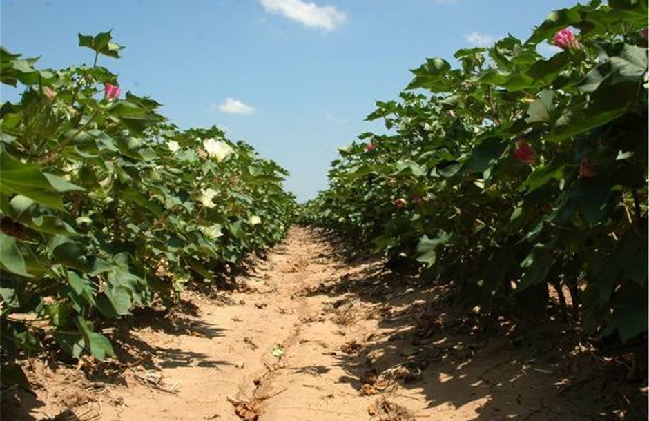 ΥΠΑΑΤ: 96 εκατ. ευρώ για μείωση αποτυπώματος άνθρακα σε αρόσιμες καλλιέργειες-37.1 εκατ. ευρώ για βαμβάκι
