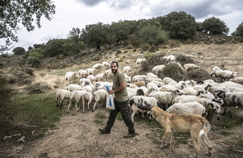 ΥΠΑΑΤ: Πιστώθηκαν 26,9 εκατ. ευρώ σε κτηνοτρόφους για απώλεια εισοδήματος λόγω ευλογιάς και πανώλης