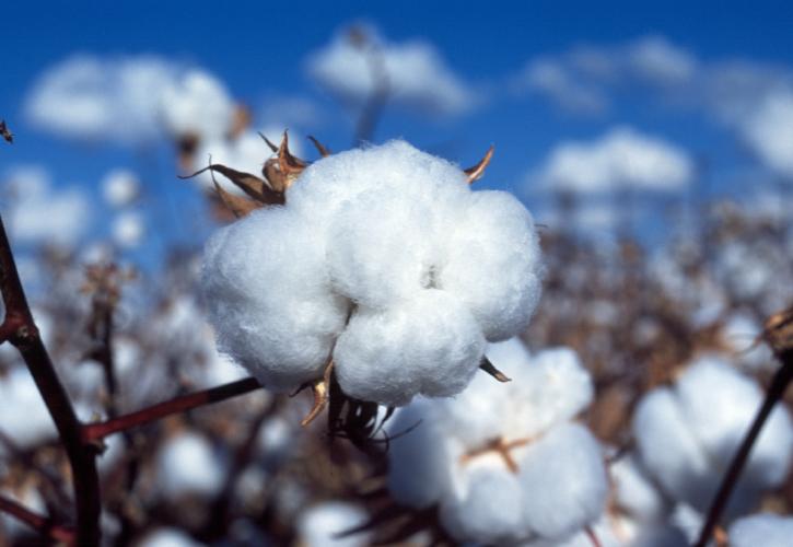 Βαμβάκι: Τέλος ή μια νέα Αρχή; Η ώρα της αλήθειας για τον «λευκό χρυσό»