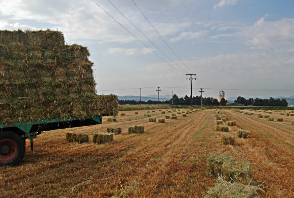 Οικονομική στήριξη στην καλλιέργεια της μηδικής, λόγω της ευλογιάς