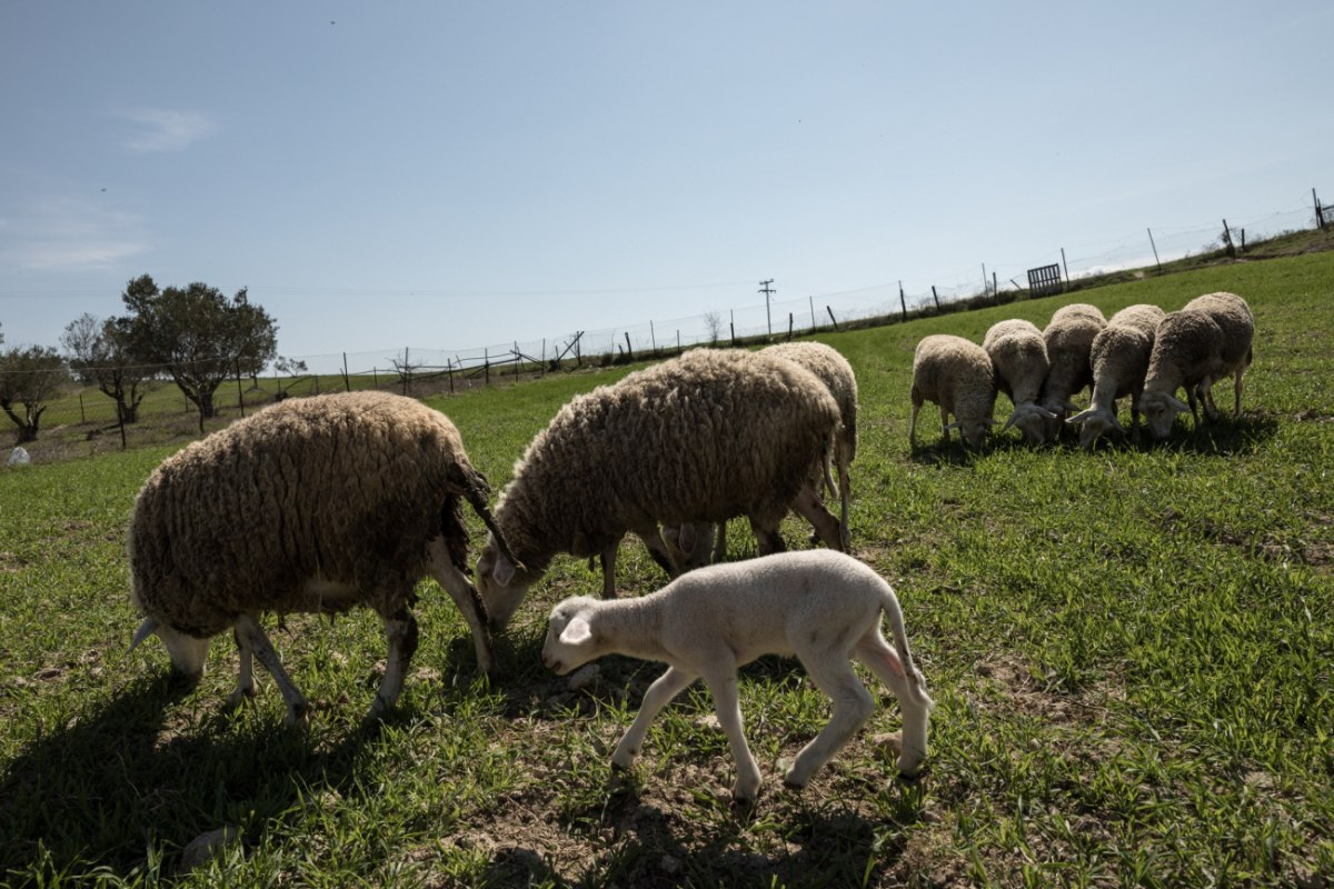 Κτηνοτρόφοι: Ποια χρέη μπαίνουν στον «πάγο» – Τι πρέπει να γνωρίζουν