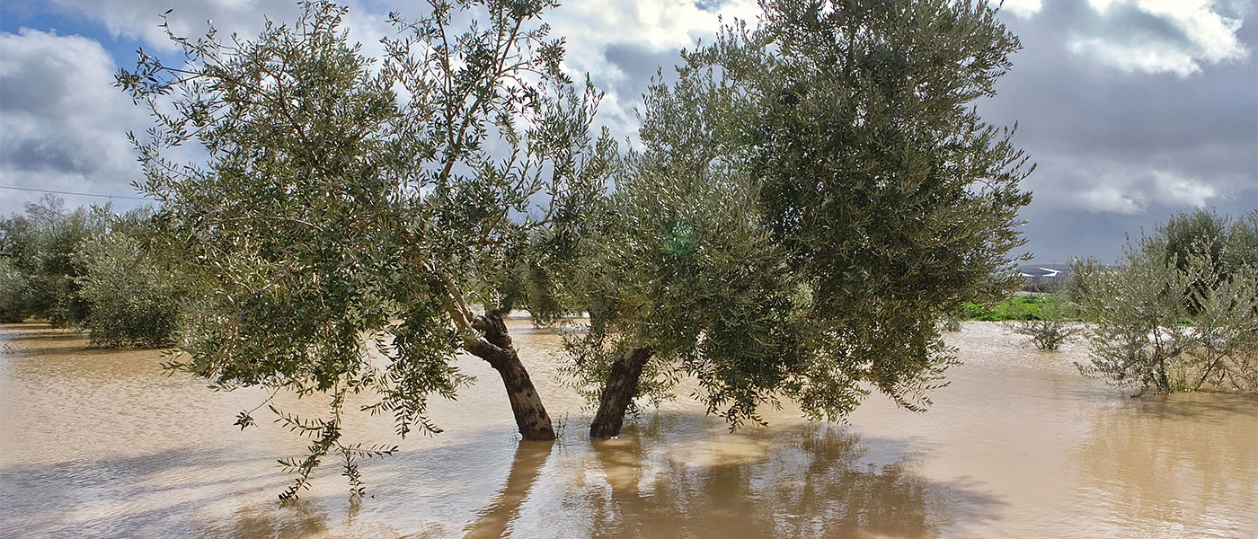 Πιστώνεται σήμερα η προκαταβολή 60% για τις ζημιές στο Φυτικό Κεφάλαιο λόγω Daniel 34,4 εκατ. ευρώ