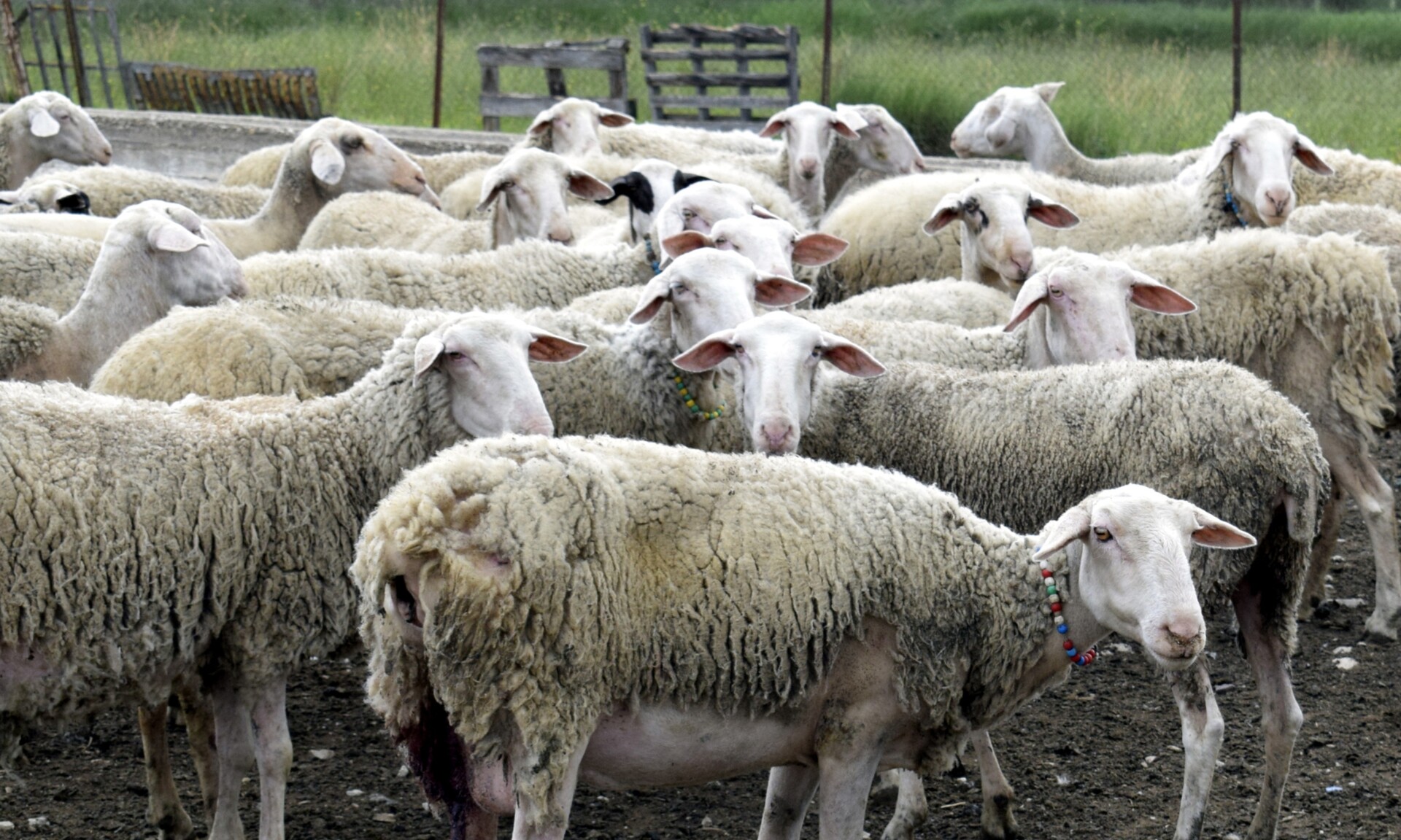 Η πορεία της ευλογιάς σε όλη τη χώρα – Θανατώθηκαν πάνω από 450.000 ζώα – Πόσα κρούσματα καταγράφηκαν στη Θεσσαλία