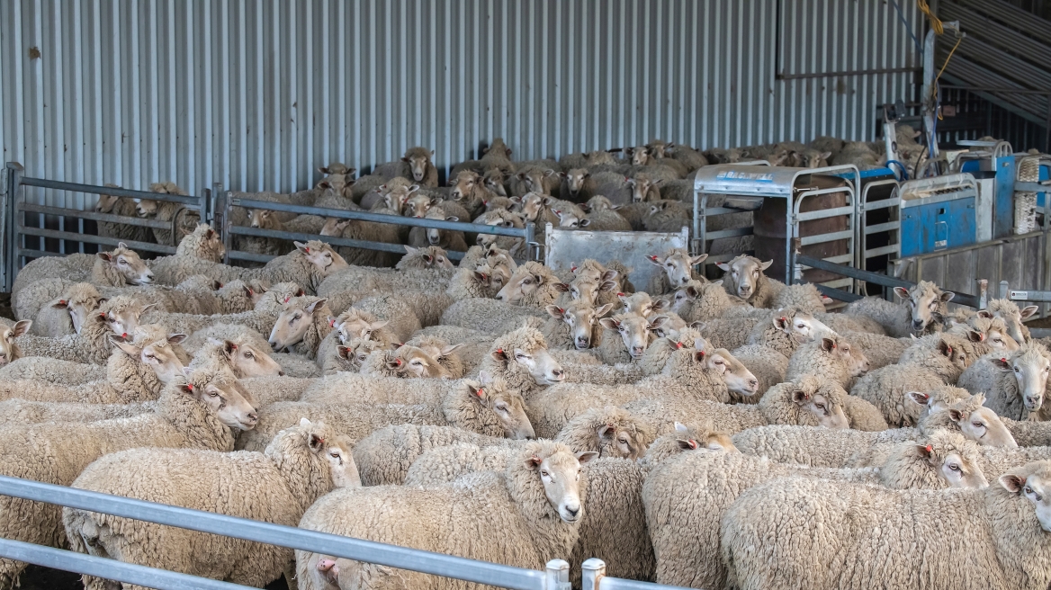 Σε επιφυλακή η Μαγνησία για την ευλογιά αιγοπροβάτων – Δύο νέα κρούσματα την τελευταία εβδομάδα