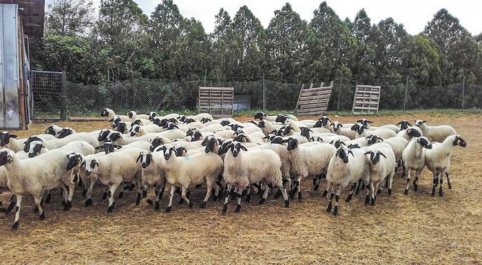 Πρόσθετη ενίσχυση 1,6 εκατ. ευρώ για απώλειες εισοδήματος από την ευλογιά σε κτηνοτρόφους κυρίως της Θεσσαλίας