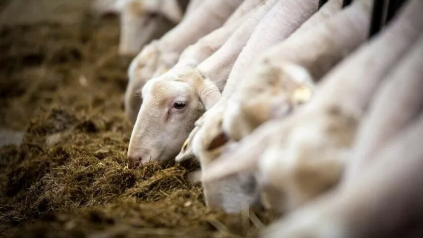 Πληρωμή για 102 εκμεταλλεύσεις στη Θεσσαλία λόγω απώλειας εισοδήματος από την ευλογιά