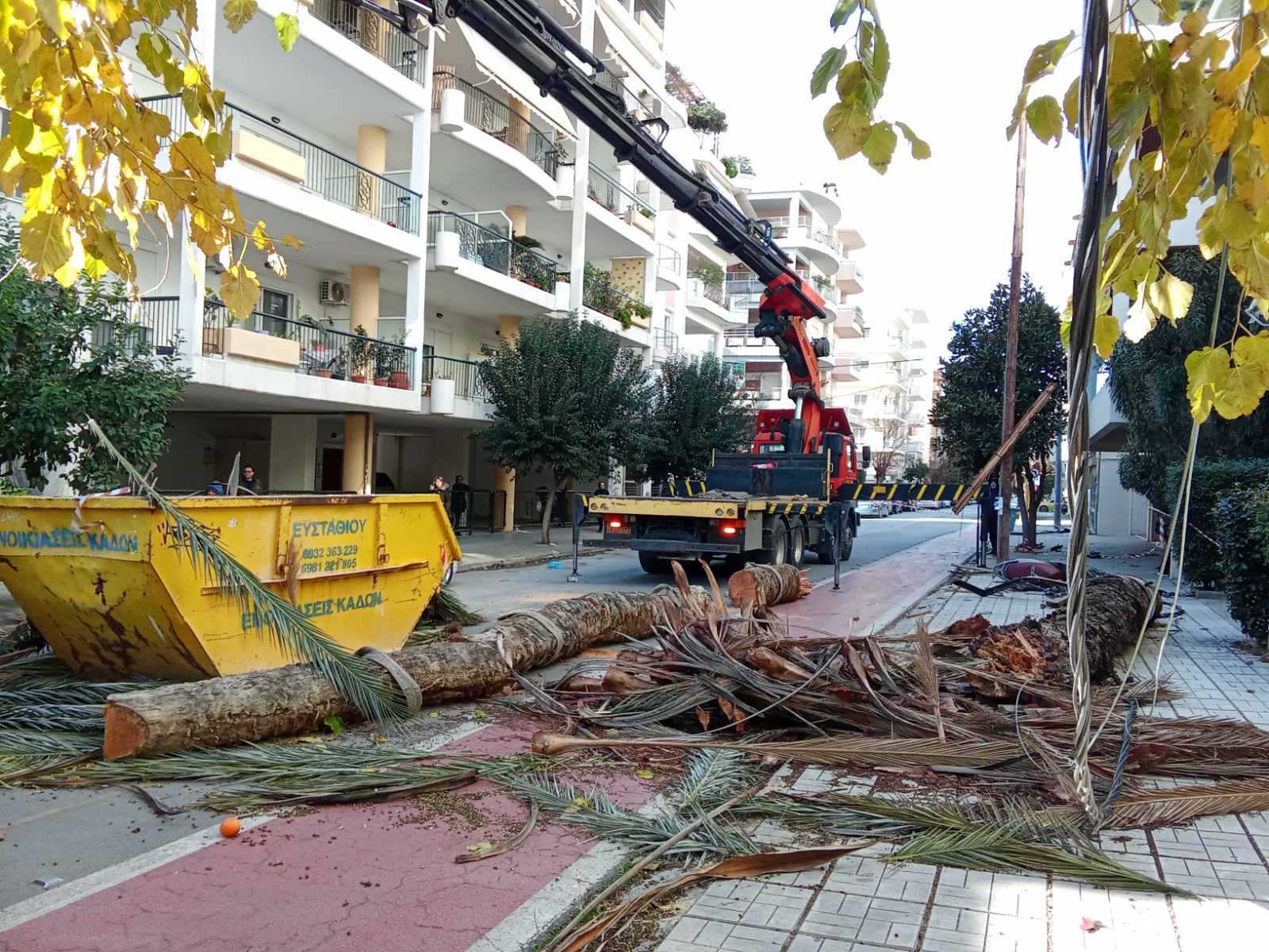 Βόλος: Κατέρρευσε τεράστιος φοίνικας στη Ρήγα Φεραίου – Επεσε πάνω σε στύλο της ΔΕΗ και σταθμευμένο όχημα