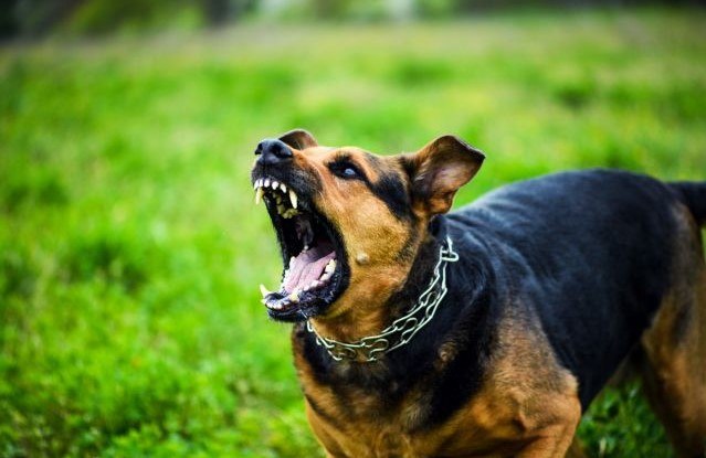 Βόλος: Θύμα επίθεσης από σκυλιά 60χρονος που πήγε για τρέξιμο