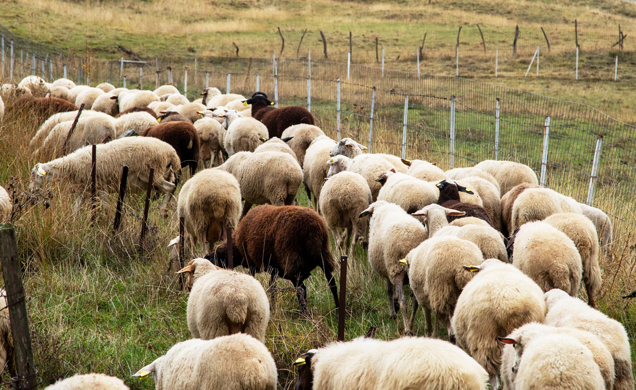 Τρία νέα κρούσματα ευλογιάς στη Μαγνησία – Στοιχεία δημοσιοποίησε το Υπουργείο Αγροτικής Ανάπτυξης