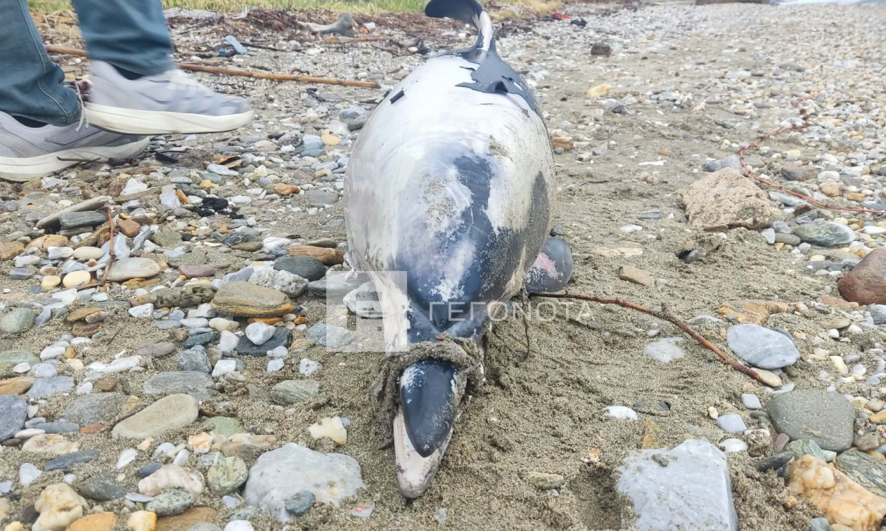 Βόλος: Δελφίνι εντοπίστηκε νεκρό με δεμένο το ρύγχος του στα Πλατανίδια