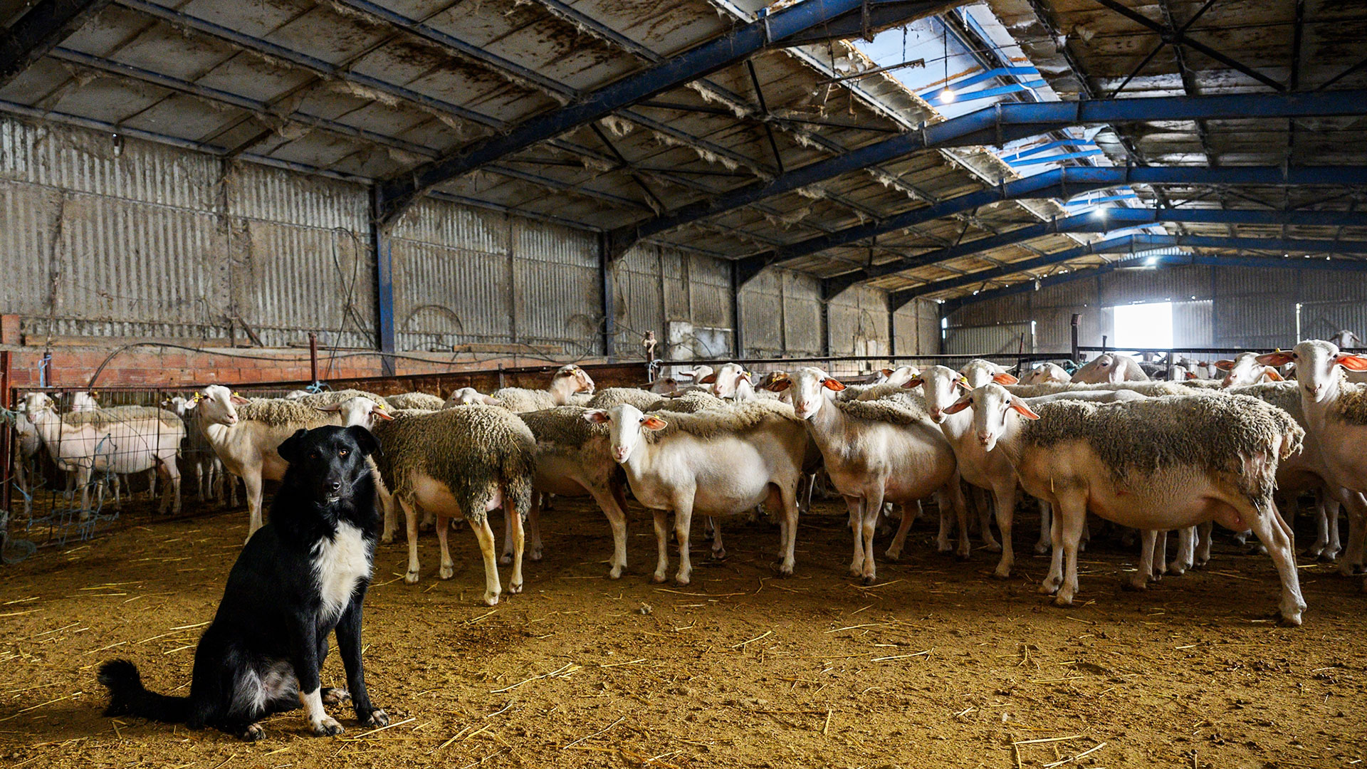 Δύο καθηγητές Κτηνιατρικής με διαφορετική άποψη για το εμβόλιο ευλογιάς (video)