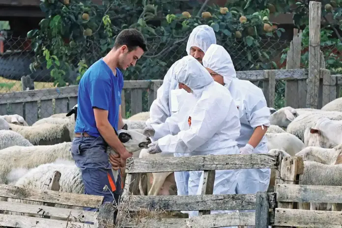 ΕΕΕΔΕΕ: Επικαιροποιημένα  στοιχεία για την πορεία της ευλογιάς-472.928 θανατώσεις ζώων