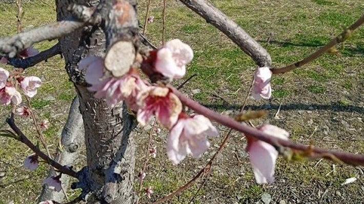 Κόκκαλης: Άμεση στήριξη για τους αχλαδοπαραγωγούς Τυρνάβου μετά τις εκτεταμένες ζημιές