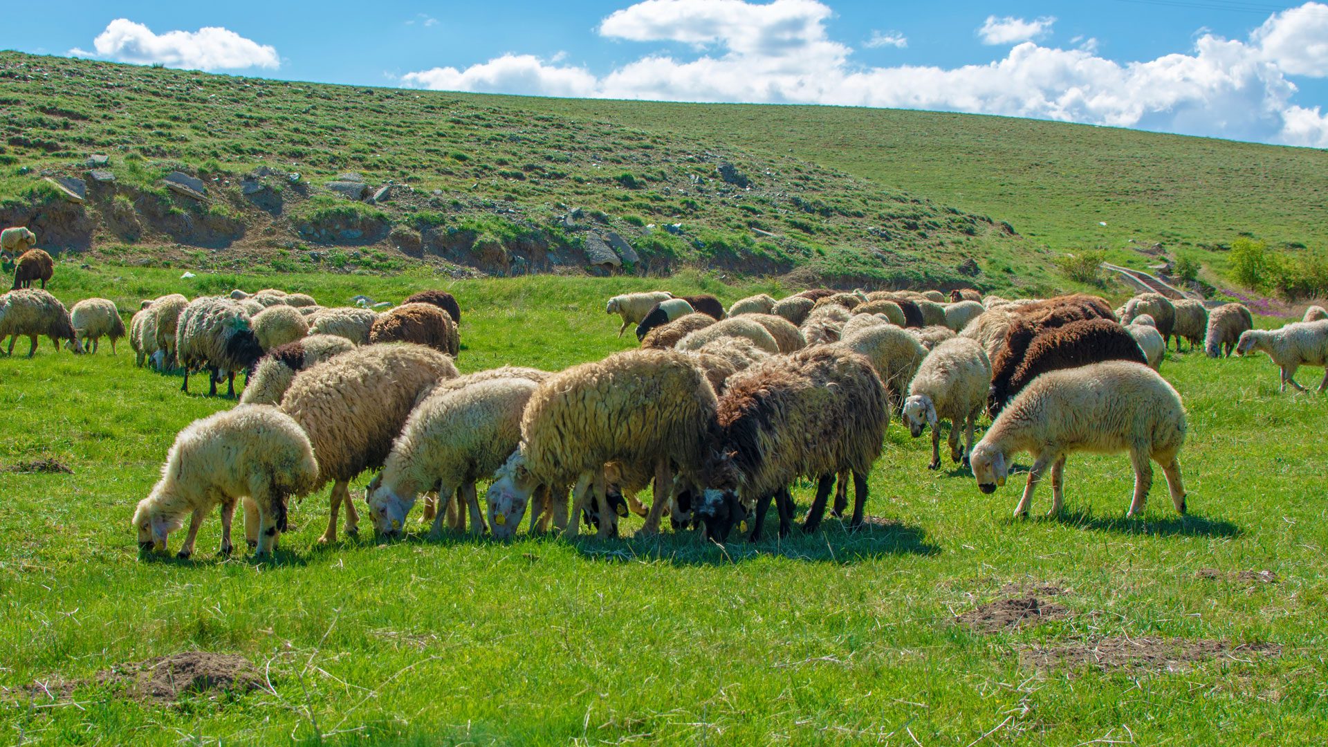 ΕΛΓΟ Δήμητρα: 19 προσλήψεις γεωπόνων και κτηνιάτρων στη Λάρισα