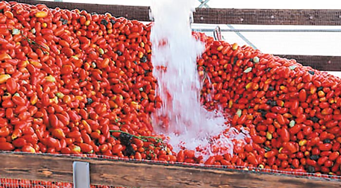 Βιομηχανική ντομάτα: Περισσότεροι «κόφτες» και χαμηλότερες τιμές