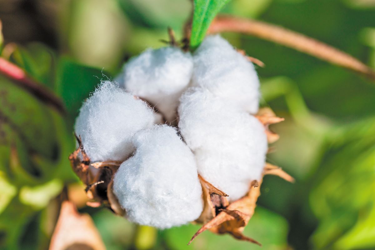 Η Ελλάδα πρωταθλήτρια στο ευρωπαϊκό βαμβάκι