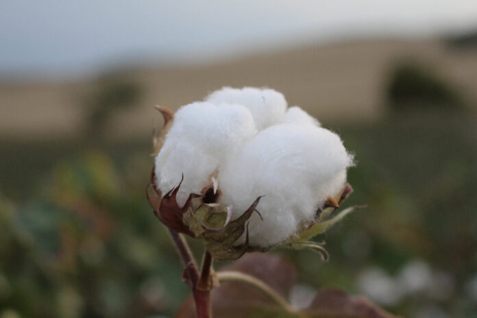 Πρόγραμμα Άνθρακα: οι πρόσφατες αλλαγές για Βαμβάκι, Τομάτα, Κινόα
