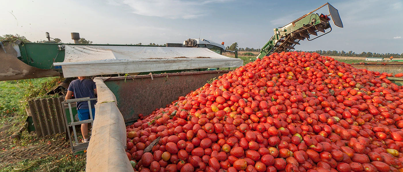 Μείωση τιμών φέτος στην βιομηχανική ντομάτα, σε αυξημένες αποδόσεις ελπίζουν οι παραγωγοί