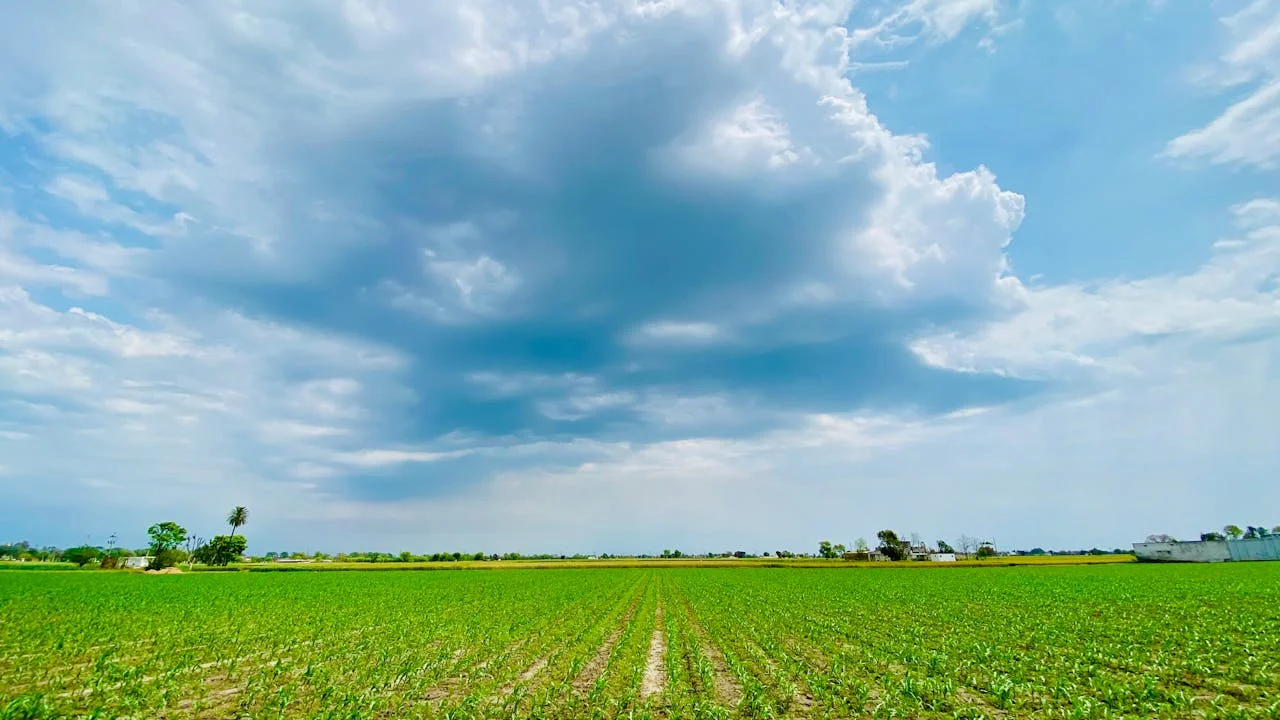 Καλαμπόκι: Πώς διαμορφώνονται οι τιμές και η ζήτηση διεθνώς