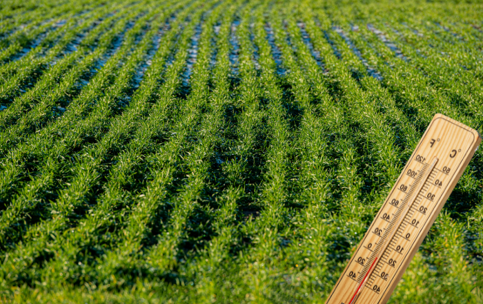 Οι συνεχείς βροχές κιτρίνισαν τα στάρια στον κάμπο-σε απόγνωση οι παραγωγοί