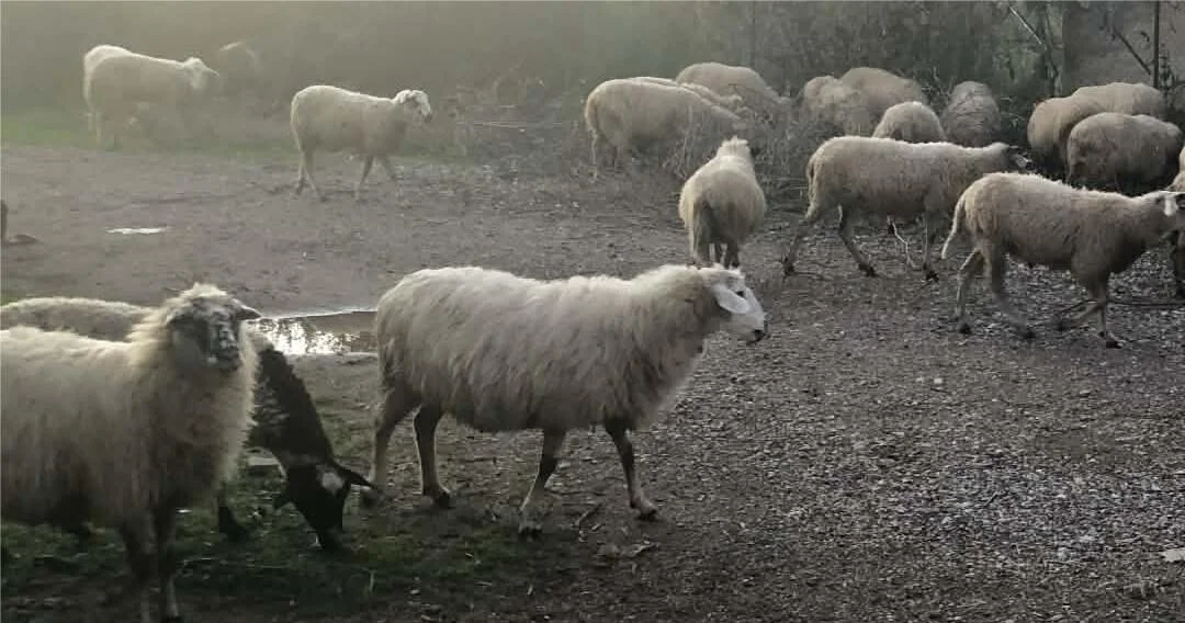Λάρισα; Βόσκαγαν τα πρόβατα εκτός στάνης και συνελήφθησαν