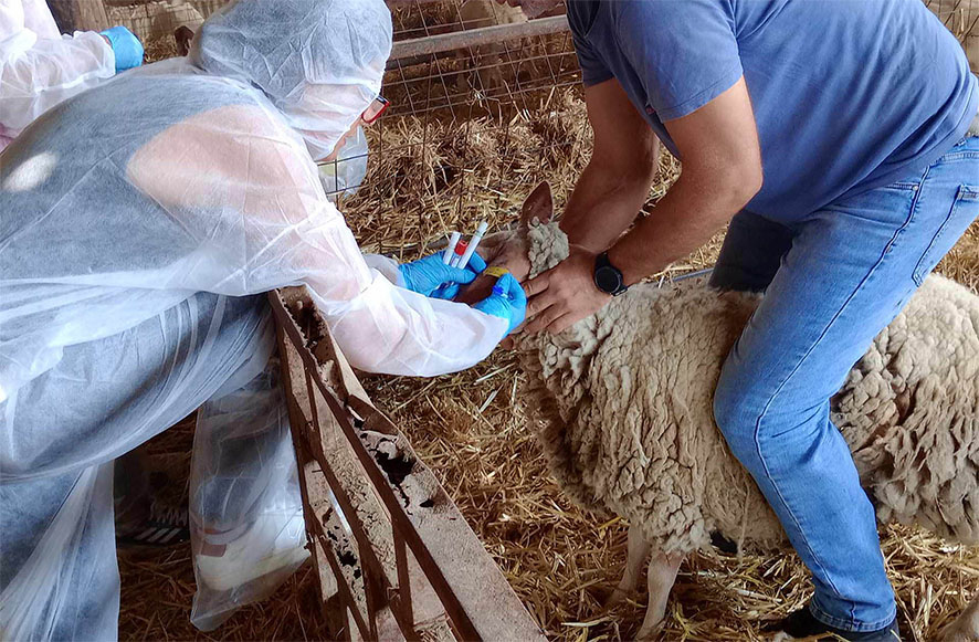 Ενεργοποιούνται οι ιδιώτες κτηνίατροι για την αντιμετώπιση της ευλογιάς