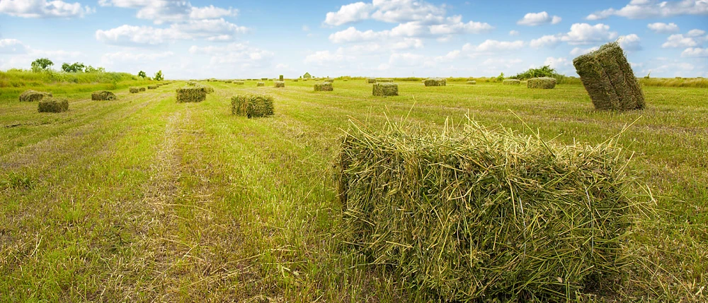 Oριζόντια έκτακτη ενίσχυση 30 με 50 ευρώ στο ρύζι και κλιμακωτή έως 95 ευρώ το στρέμμα στη μηδική