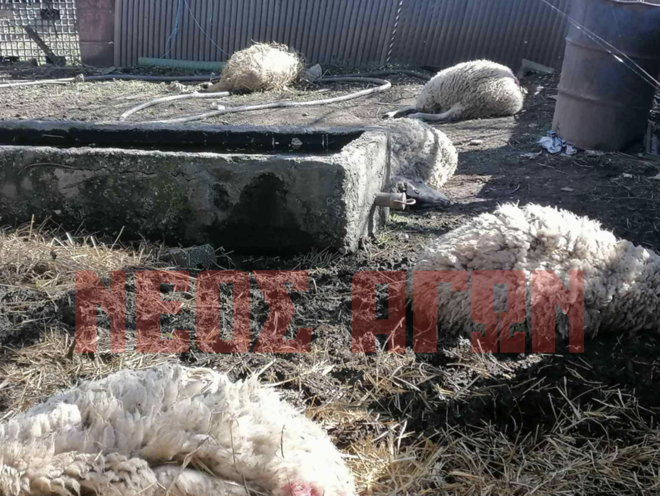 Λύκος θανάτωσε πρόβατα σε ποιμνιοστάσιο στην Αγία Τριάδα του Δήμου Παλαμά (ΦΩΤΟ)